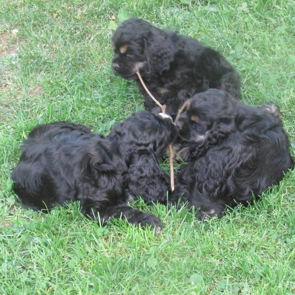 Meet your Posher, Suzanne